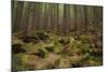 Beautiful Mysterious Forest with Large Mossy Stones-Anton Petrus-Mounted Photographic Print