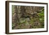 Beautiful Mysterious Forest with Large Mossy Stones-Anton Petrus-Framed Photographic Print