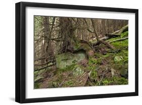 Beautiful Mysterious Forest with Large Mossy Stones-Anton Petrus-Framed Photographic Print