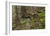 Beautiful Mysterious Forest with Large Mossy Stones-Anton Petrus-Framed Photographic Print