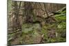 Beautiful Mysterious Forest with Large Mossy Stones-Anton Petrus-Mounted Photographic Print