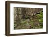 Beautiful Mysterious Forest with Large Mossy Stones-Anton Petrus-Framed Photographic Print