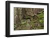 Beautiful Mysterious Forest with Large Mossy Stones-Anton Petrus-Framed Photographic Print