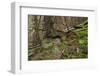 Beautiful Mysterious Forest with Large Mossy Stones-Anton Petrus-Framed Photographic Print