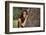 Beautiful Mysterious Woman in Forest-Lisa_A-Framed Photographic Print