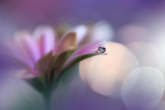 Photo, , large