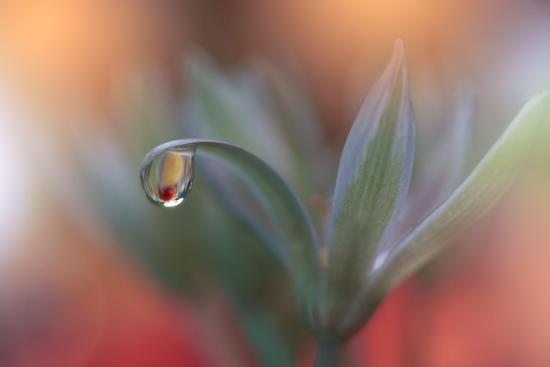 Beautiful Nature Background.Floral Art Design.Abstract Macro ...