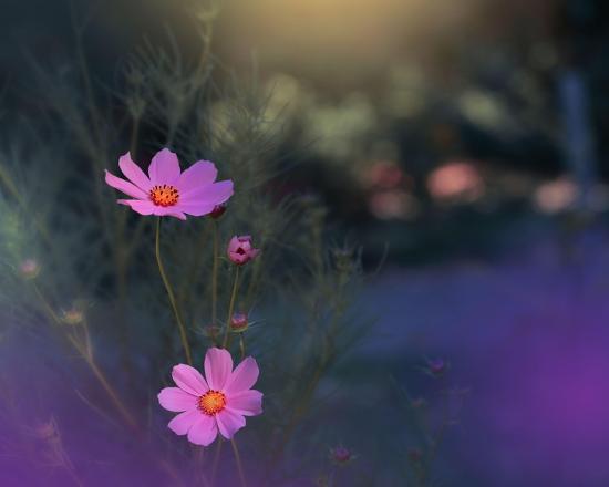 Photo, , large