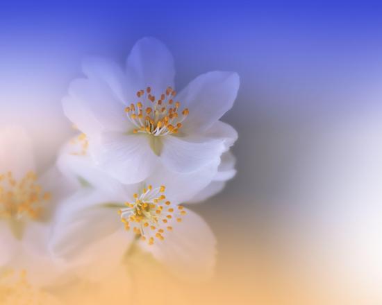 Photo, , large