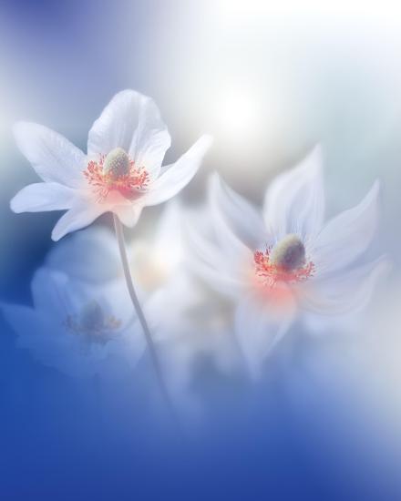 Photo, , large