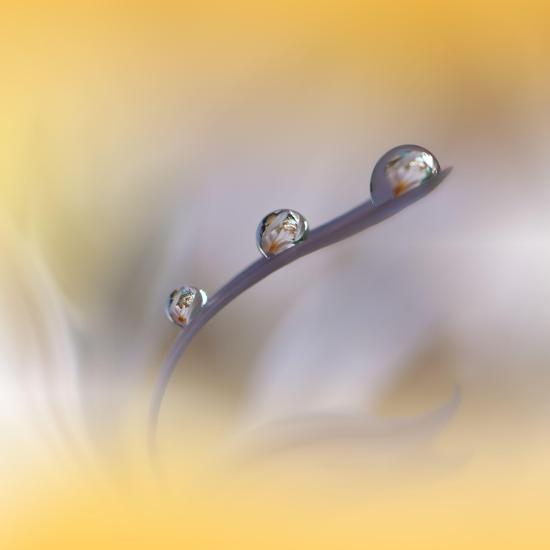 Photo, , large