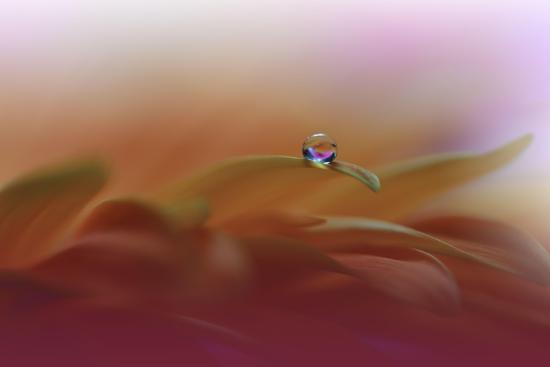 Photo, , large