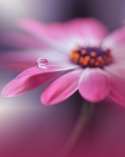 Photo, , large
