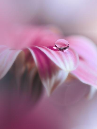 Photo, , large
