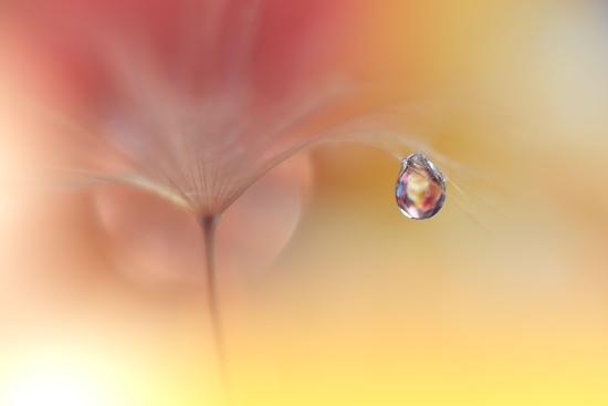 Photo, , large