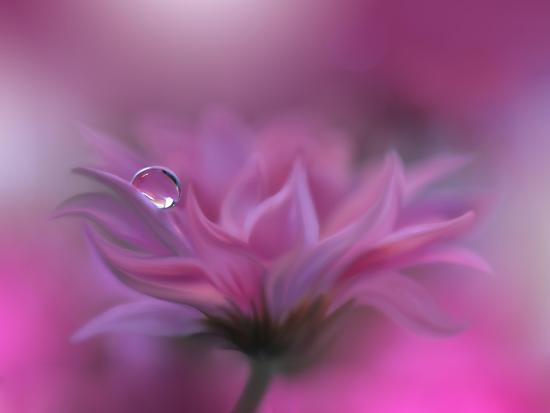 Photo, , large