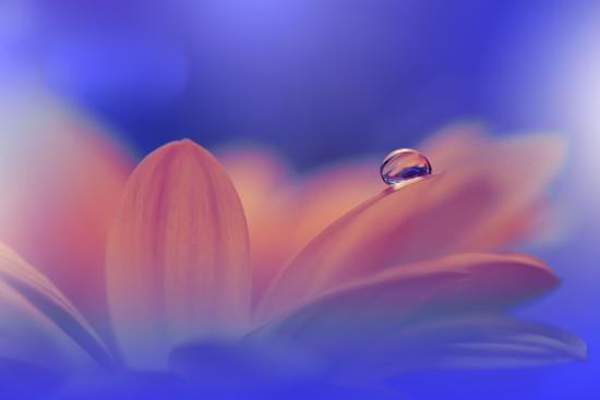 Photo, , large