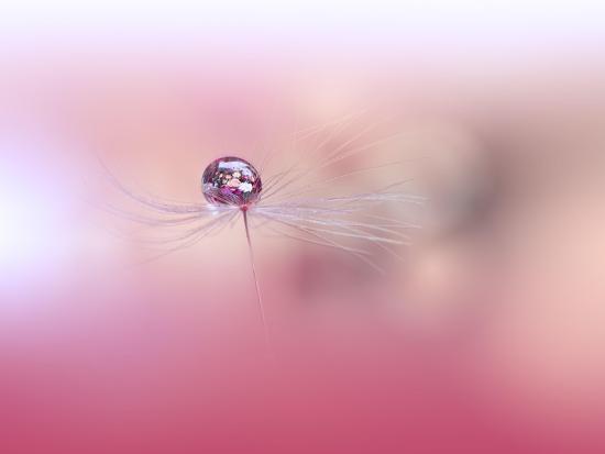Photo, , large