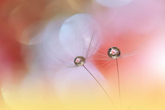 Photo, , large
