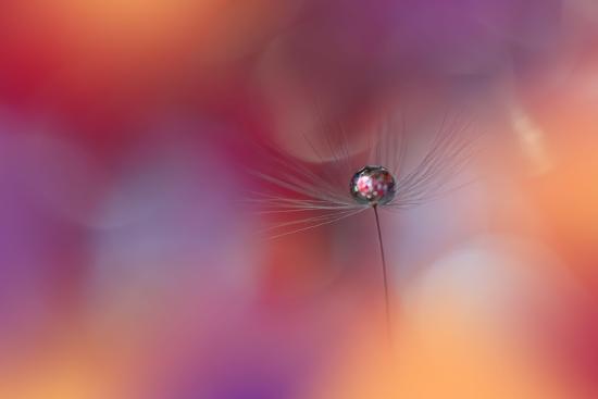 Photo, , large