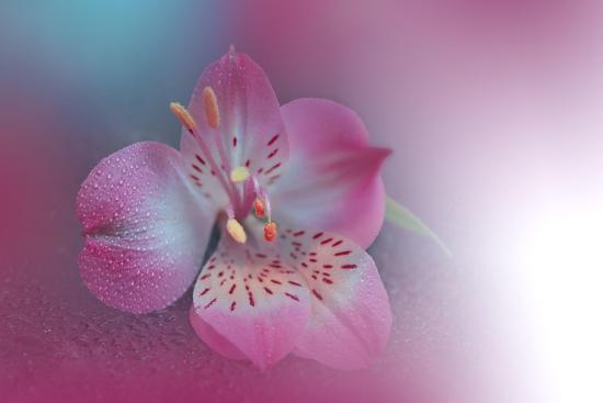 Photo, , large
