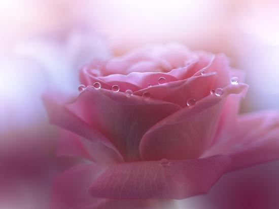 Photo, , large
