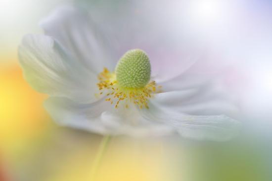 Photo, , large