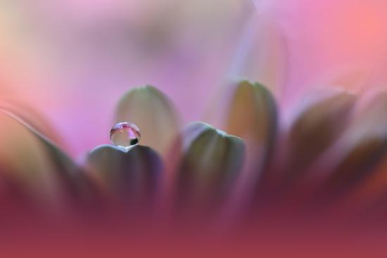 Photo, , large