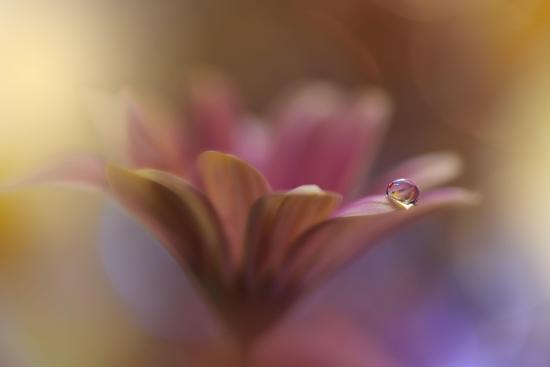 Photo, , large