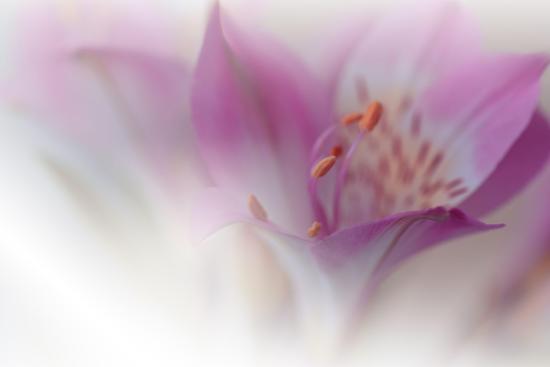 Photo, , large