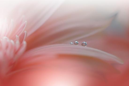 Photo, , large