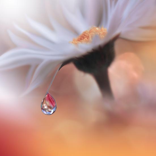 Photo, , large