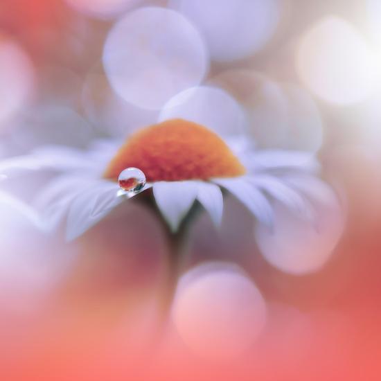 Photo, , large