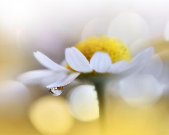 Photo, , large