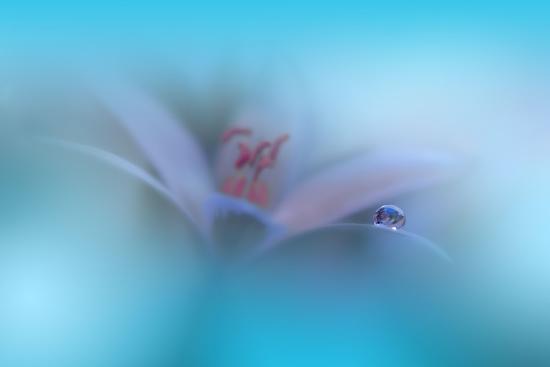 Photo, , large