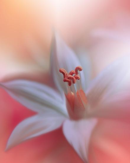 Photo, , large
