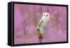 Beautiful Nature Scene with Owl and Pink Flowers. Barn Owl in Light Pink Bloom, Clear Foreground An-Ondrej Prosicky-Framed Stretched Canvas