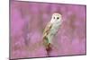 Beautiful Nature Scene with Owl and Pink Flowers. Barn Owl in Light Pink Bloom, Clear Foreground An-Ondrej Prosicky-Mounted Photographic Print