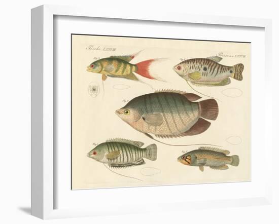 Beautiful New Fish-null-Framed Giclee Print