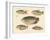 Beautiful New Fish-null-Framed Giclee Print