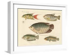 Beautiful New Fish-null-Framed Giclee Print