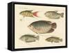 Beautiful New Fish-null-Framed Stretched Canvas