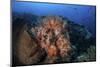 Beautiful Orange Soft Corals on a Current-Swept Reef in Indonesia-Stocktrek Images-Mounted Photographic Print