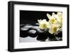 Beautiful Orchid and Stone with Water Reflection-crystalfoto-Framed Photographic Print