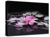 Beautiful Orchid Petals with Black Stones-crystalfoto-Stretched Canvas