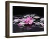 Beautiful Orchid Petals with Black Stones-crystalfoto-Framed Photographic Print