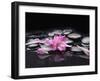 Beautiful Orchid Petals with Black Stones-crystalfoto-Framed Photographic Print