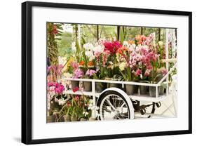 Beautiful Orchid-maksheb-Framed Photographic Print