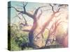 Beautiful Outdoor Park with Rays of Light-melking-Stretched Canvas