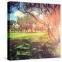 Beautiful Outdoor Park with Rays of Light-melking-Stretched Canvas